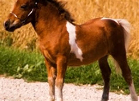 Meeting the World's Smallest Horse – a Favorite Veterinary Memory | PetMD