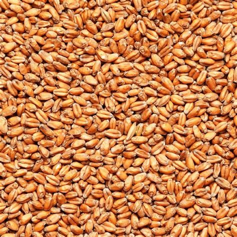 Продам: зерно пшеницы и ячменя в Саранске и Республике Мордовия