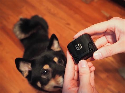 Wagz Freedom Smart Dog Collar Review: Shock-Free Geofencing for Your Dog