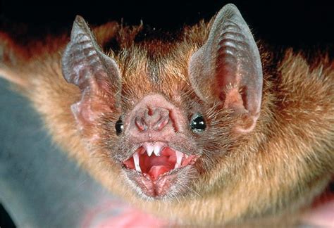 Vampire Bats Now Feasting On Humans | Spurzine