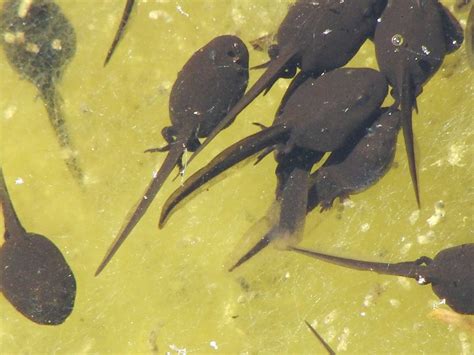 how long does it take tadpoles to grow into frogs