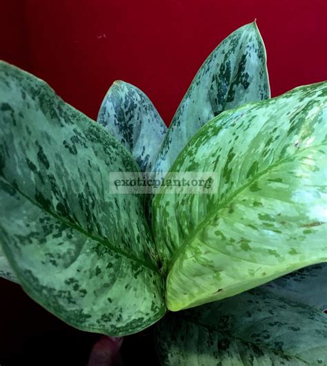 Aglaonema Blue Miracle 30 | EXOTIC PLANT Редкие коллекционные растения