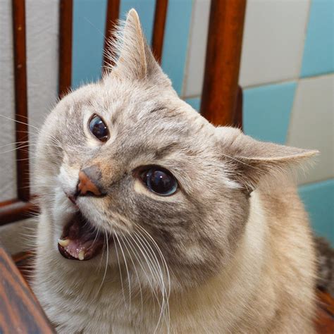 Bliney | Blini Cat | Know Your Meme