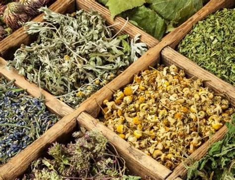 Сушка и хранение трав | Herbs, Drying herbs, Magickal herbs