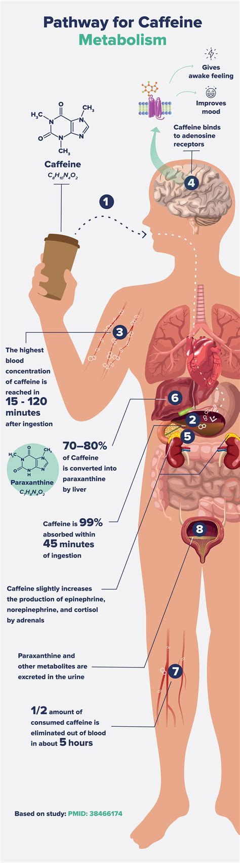 New Metabolic Studies Explain Cortisol And Coffee Relationship - RYZE Superfoods