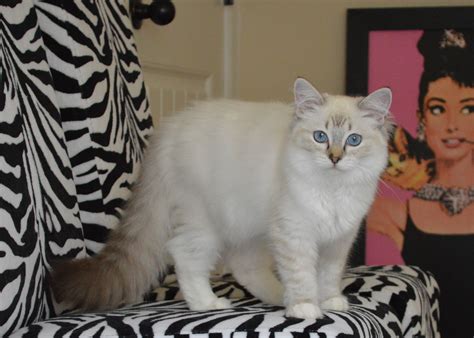 CARAMEL1.4 | Gentle Touch Ragdolls