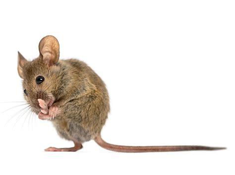 scarborough wildlife control mice summer activities