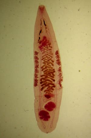 Parasite of the Day: July 12 - Opisthorchis felineus