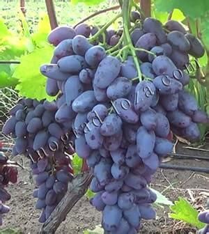 Описание сорта винограда Памяти Негруля: фото и отзывы | Vinograd-Loza