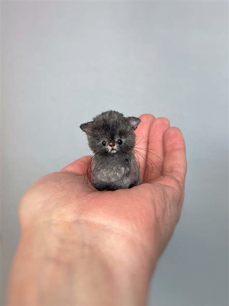 Miniature kitten by Ekaterina Zhidkova | Tedsby