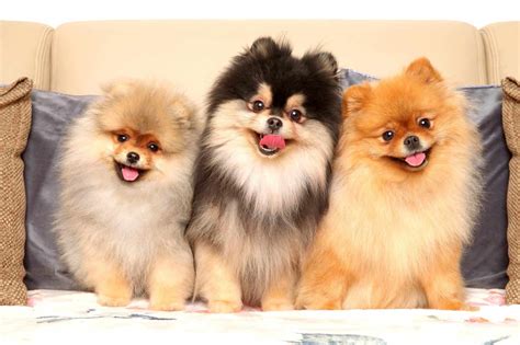 25 Pomeranian Colors, Markings & Patterns (With Pictures!)