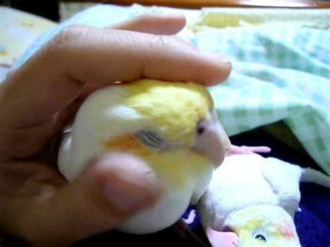 My Bird Thinks He's A Cat! SO Adorable!