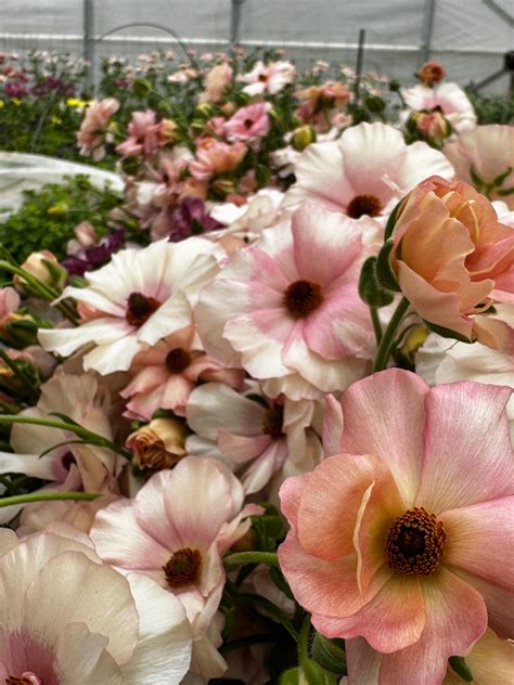 New Wholesale Account Form — terra flower farm ~Sustainably grown cut