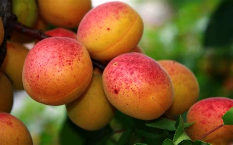 apricot tree cafe 2