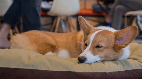 corgis sleep  lot  reasons tips    active dogster
