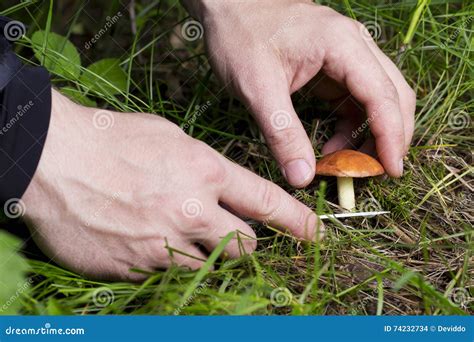 The edible mushrooms stock photo. Image of look, mushrooms - 74232734