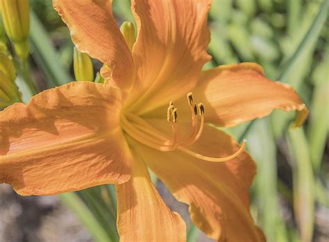 Daylily Primal Scream – Three Shovels Farm