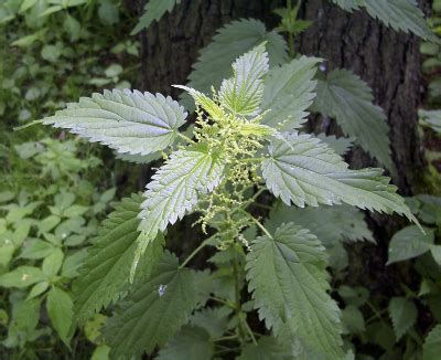 Nettle for Hair