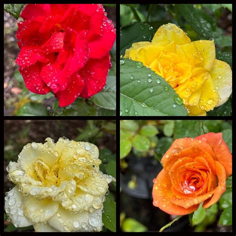 Kuana - RAINY DAY ROSES We had a good soaking this morning. All the