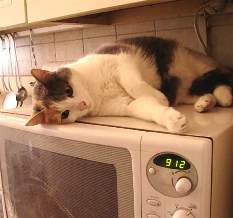 Жизнь с котом в фотографиях
