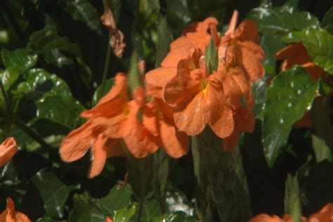 crossandras flourish