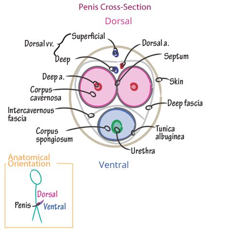 histology glossary penis anatomy histology ditki medical