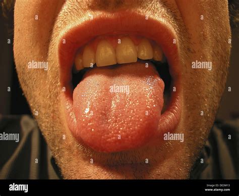 tongue sticking  stock photo alamy