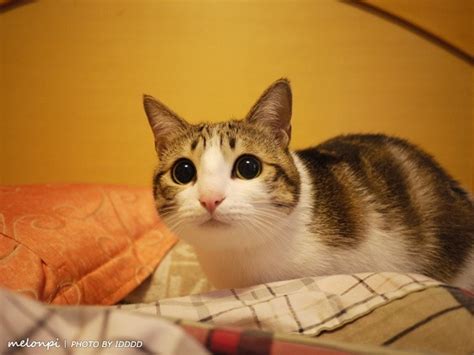 What Is The 'Meowl' Meme? The 'Cat Owl' Photoshops And The 'I'm A New ...