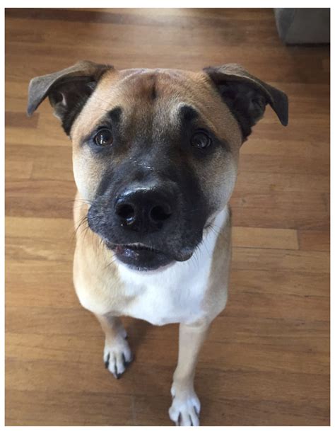 German Shepherd Boxer Pit Mix Puppies