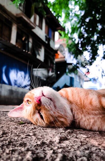 Premium Photo | Sleepin