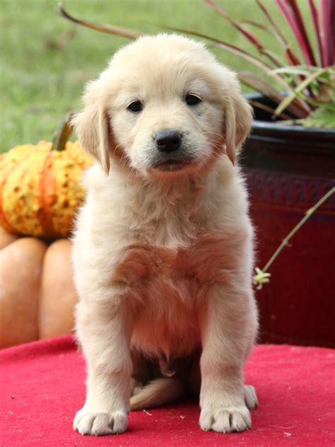 Golden Retriever Puppy Male Captain — Cottontown Companions