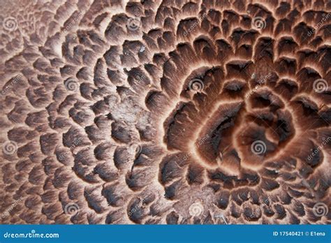 sarcodon imbricatus close  stock image image  seasonal closeup