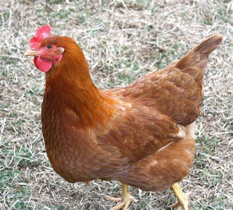 Laying Hens Breeds, Exposure Lights, Collecting Eggs, Egg Production ...