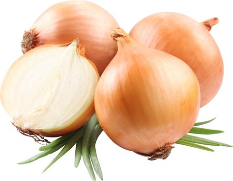 Cibule kuchyňská