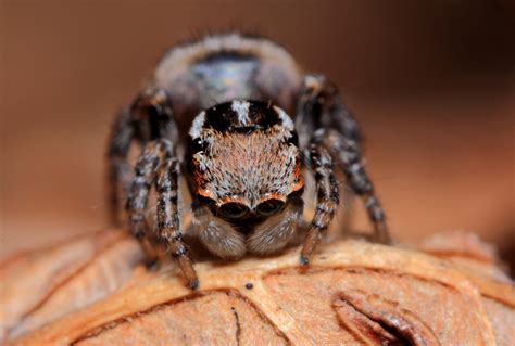 Maratus volans Female & Immature – Ausemade