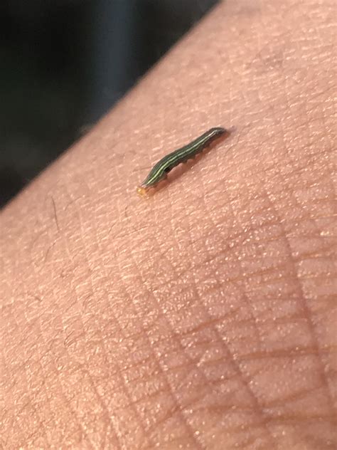 Oklahoma: found these eating up my corn seedlings. What are they? Any