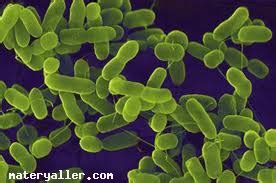 verem hastaligi ile ilgili bilgi hakkinda kisaca yazi