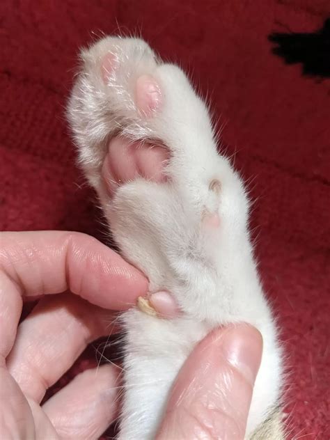 Cat Horned Paws-Puainta®