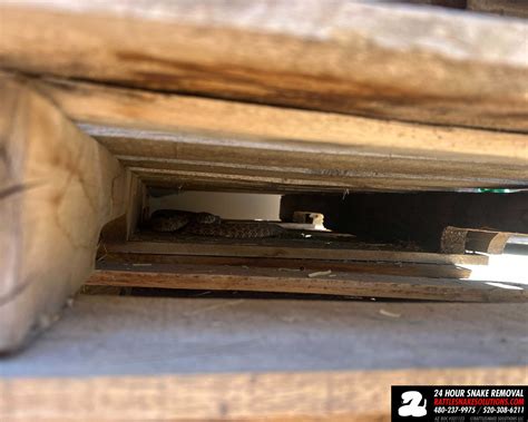 why is snake hiding safely 1