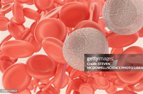 monocyte stock  high res pictures  images