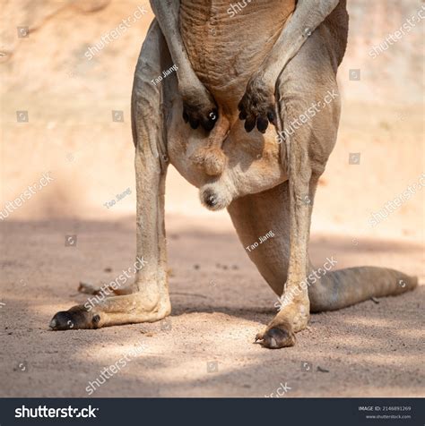 kangaroo testicles  billeder stock fotos og vektorer shutterstock