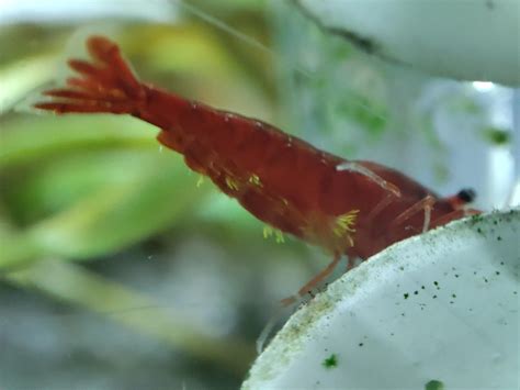 can shrimp losing hair fast 8