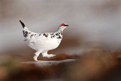 How to Find and Photograph Ptarmigan | Nature TTL