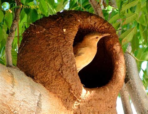 Rufous Hornero | Furnarius rufus | Ovenbird of South America