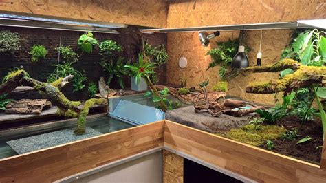 Creating Successful Reptile Terrarium Setups – Diapteron Shop