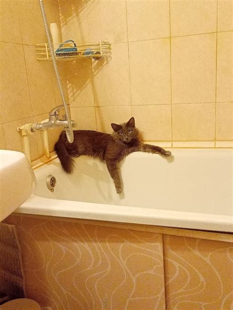 котик в ванной - Создать мем - Meme-arsenal.com
