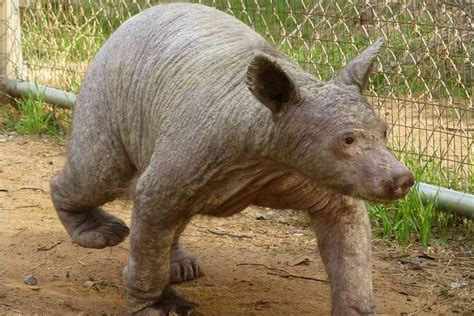 Bald 'Bare Bear' Grows Back Fur and Makes Stunning Transformation