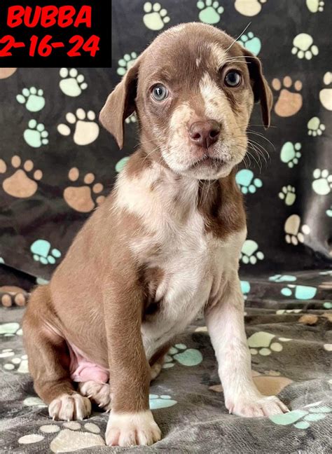 Humane society of nw louisiana saves dozens of abandoned pets 9