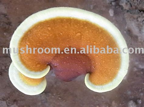 lingzhi spore powder,lingzhi mushroom tea,lingzhi extract,China Fungus ...
