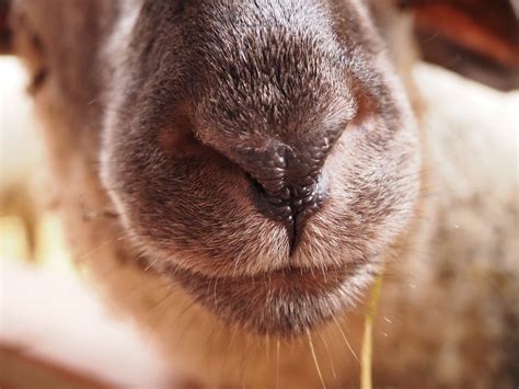 Sheep Animal Nose - Free photo on Pixabay